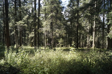 Arboles de la sierra