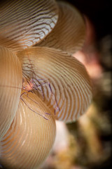 Bubble Coral Shrimp