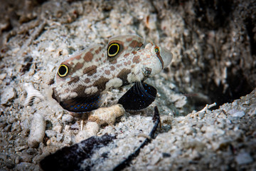Two Spot Goby