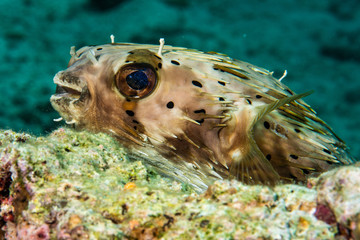 Puffer