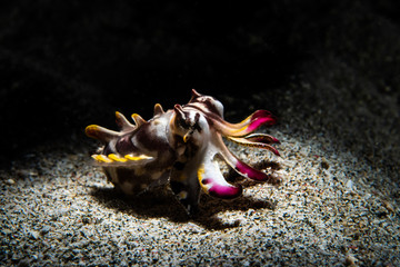 Flamboyant Cuttlefish Portrait