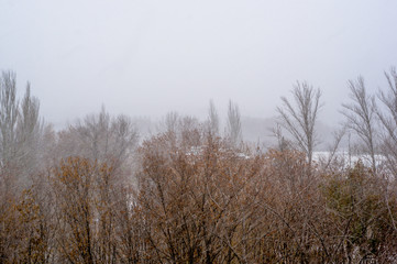 Obraz na płótnie Canvas Winter landscape - snow storm, snow covered trees and black birds