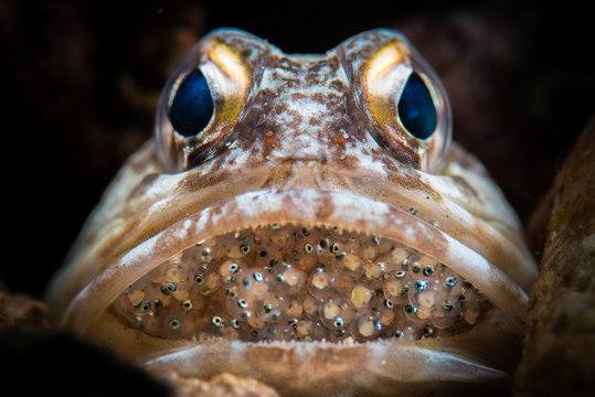 Male Jawfish with Eggs