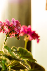 Lovely pink Pelargonium Geranium flowers, close up