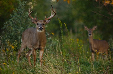 Whitetail Deer Buck