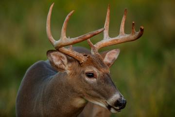 Whitetail Deer Buck