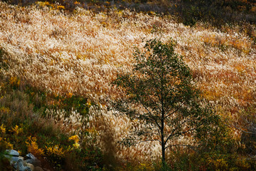 Beautiful autumn landscape. Golden autumn in the forest.