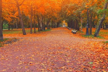 Autumn park alley road in city landscape. People walking on path in autumn park with golden leaves...