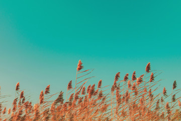 Autumn grass and wildflower background. Dry reed grass blowing in the wind at golden sunset light, copy space on turquoise sky Nature, summer, fall season concept Vintage colors, wheat field in sunset