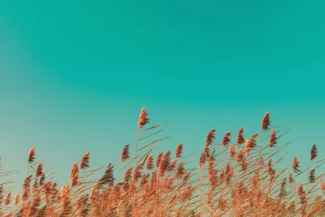 Abwaschbare Fototapete Grüne Koralle Herbstgras und Wildblumenhintergrund. Trockenes Schilfgras, das bei goldenem Sonnenuntergang im Wind weht, Kopierraum am türkisfarbenen Himmel Natur, Sommer, Herbstsaison-Konzept Vintage-Farben, Weizenfeld im Sonnenuntergang
