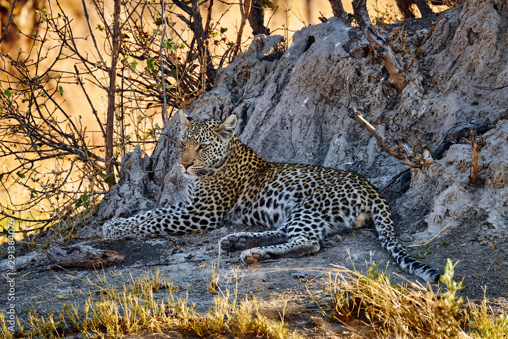 Canvas Prints Beautiful leopard (Panthera pardus).