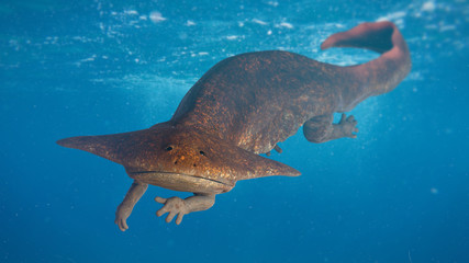 Diplocaulus, extinct amphibian from the Late Carboniferous to Permian period