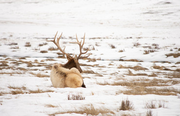 close up wild elks in Wyoming, USA