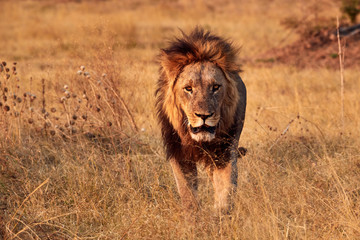 Beautiful lion walking free in the african savanna.