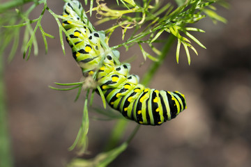 Caterpillar - Eastern Black Swallowtail - Dill Eater