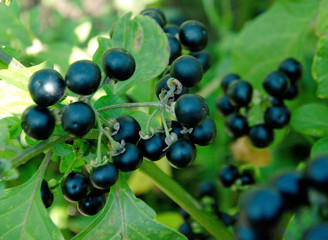 nightshade berries black on green background selective focus