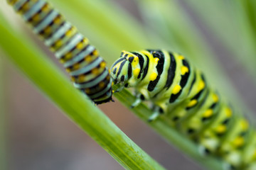 Caterpillar - Eastern Black Swallowtail - Dill Eater