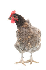 Gray chicken isolated over white