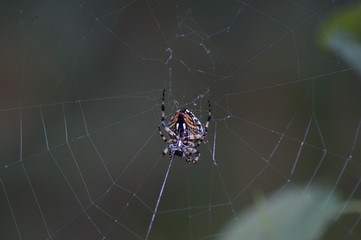 Araña