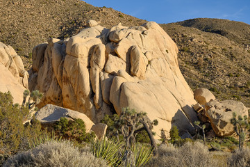 Joshua trees and Gneiss Rocks in and around Joshua Tree national park bordering the Colorado and Mojave desert
