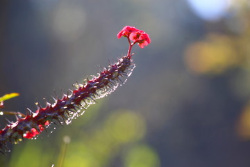  Thorny branch with red flowers photographed against diffuse blue sky