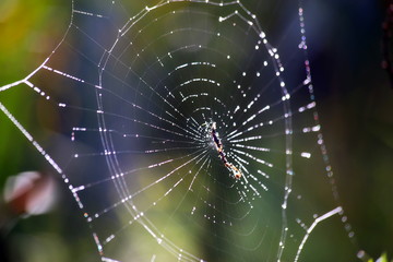 Spider web constructed in circles photographed against dark background.