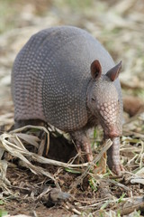 Armadillo