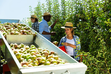 People gathering pears with harvesting machine