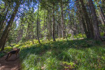 Dog on a path in the forest