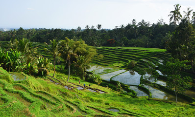 Fototapeta na wymiar View of beautiful rice terraces at a small village, Bali.