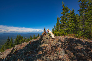 Dog posing on mountain