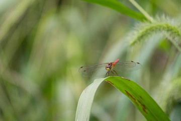 Dragonfly Pose