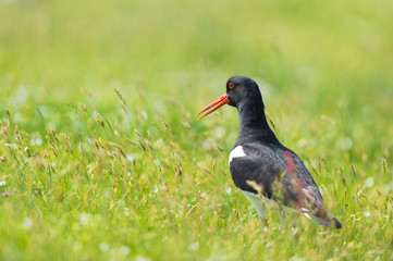 Eurasian Oystercatcher in nature