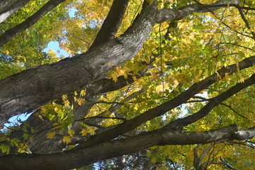 Maple tree