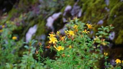 Beautiful yellow St. John's wort  flowers on mountain background close up.