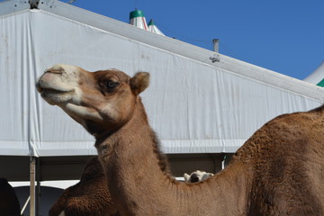 camel