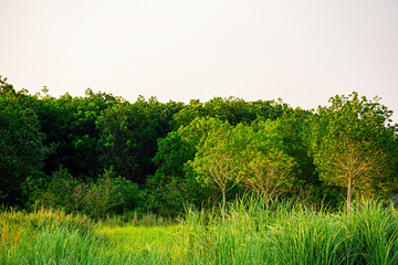 Green tree forest background, Beautiful shadow of green tree with sunset light