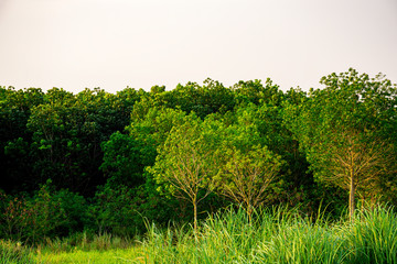 Green tree forest background, Beautiful shadow of green tree with sunset light