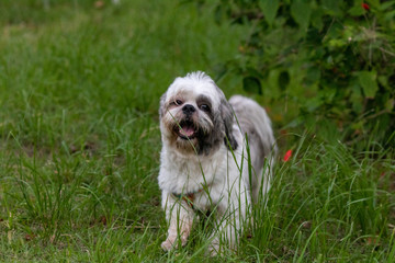 beautiful spring portrait of adorable gray and white shih tzu in the blossoming park