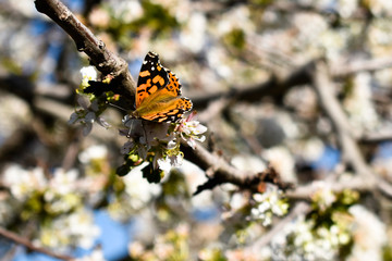 butterfly on a leaf