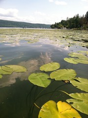 lilypads