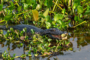 Caiman Among The Weeds