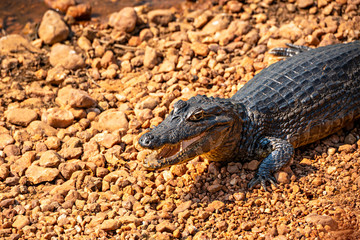 Fototapeta premium Caiman Looking At You
