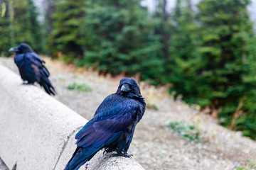 Northern Raven (Corvus corax) looking at camera