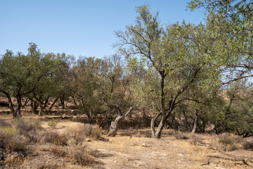 tree in the Lucainena river, near the town of Lucainena