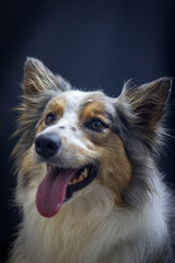Gray and white border collie dog portrait with black background in the studio. Space for writing and advertising
