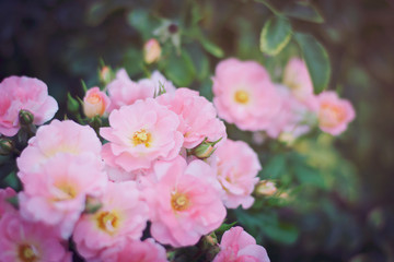 close up pretty pink orange roses in spring season