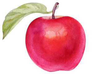Watercolor red apple on white background. Handrawing illustration
