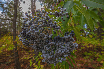 Elderberries
