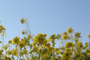 青空の下で揺れる菜の花